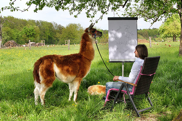 Präsenz-Workshop mit Lamas