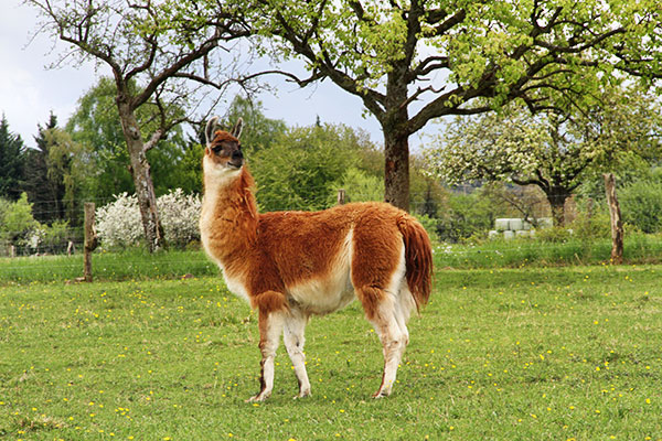 Lama